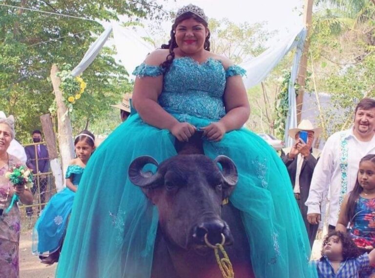 Quinceañera llega a su festejo montada en un búfalo