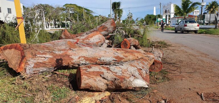 Confirman mal actuar de la Secretaría de Obras Públicas por tala de árboles; recibe multa