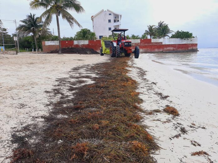 ¡Qué chulas! Realizan limpieza permanente de sargazo en playas de Cancún
