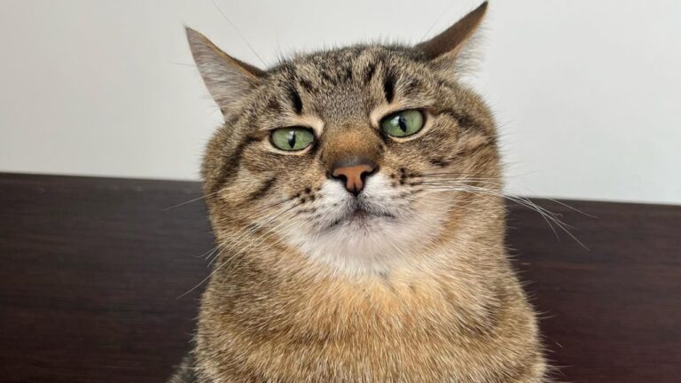 Él es Stepan, el gato que ha recaudado miles de dólares para ayudar animales en Ucrania