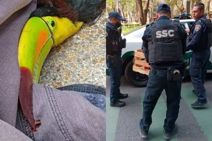 Mujer halla un tucán en Paseo de la Reforma, se lo da a policías y lo pierden