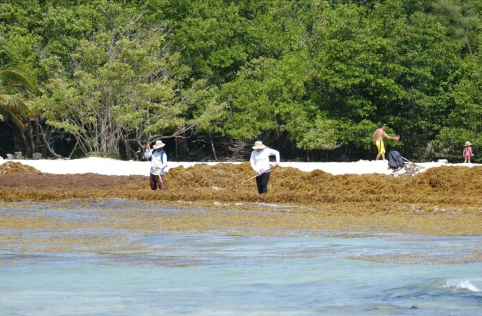 Toman medidas para atender primer arribazón de sargazo