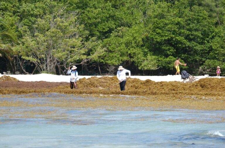 Toman medidas para atender primer arribazón de sargazo