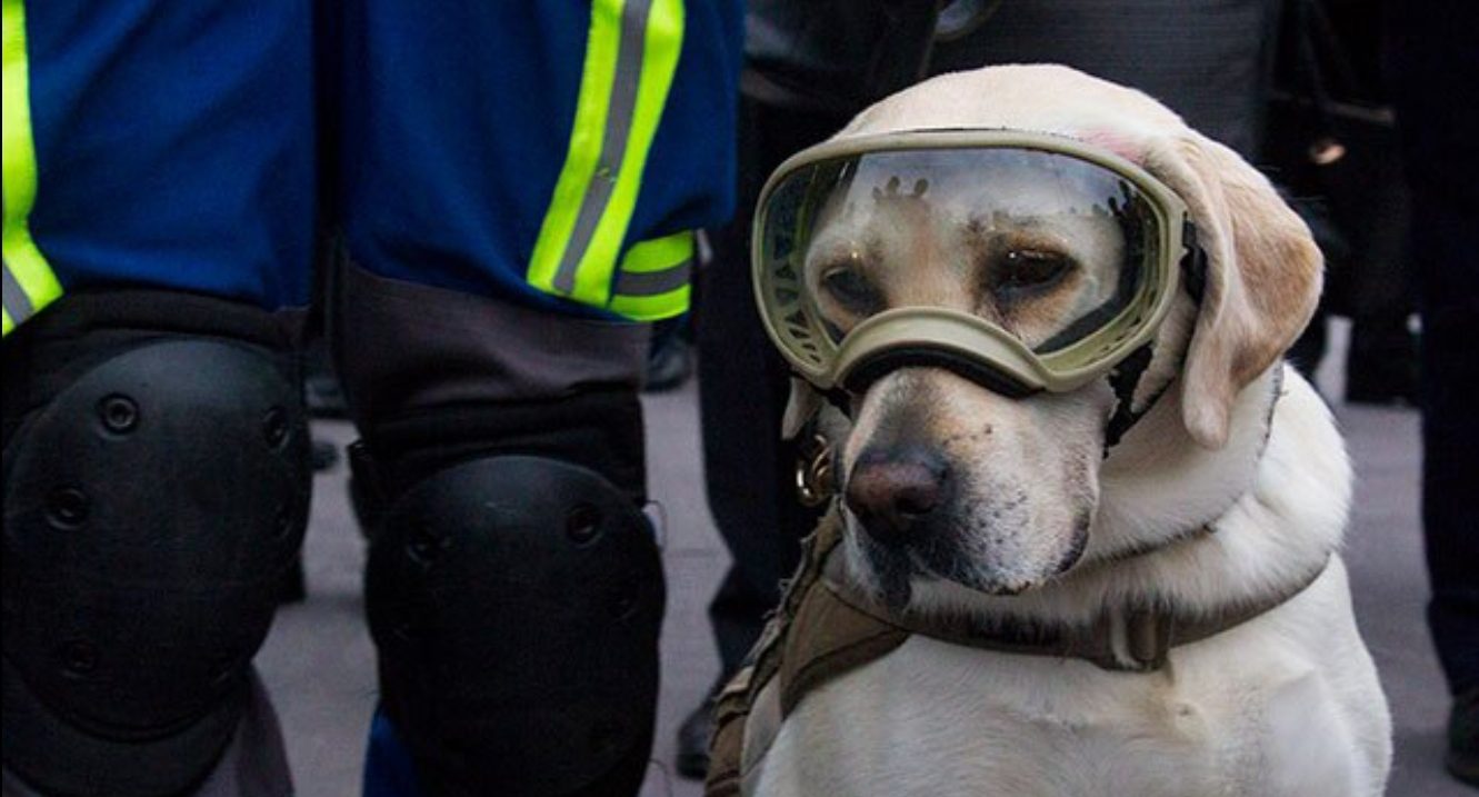 Frida, la perrita rescatista se encuentra delicada de salud: Semar