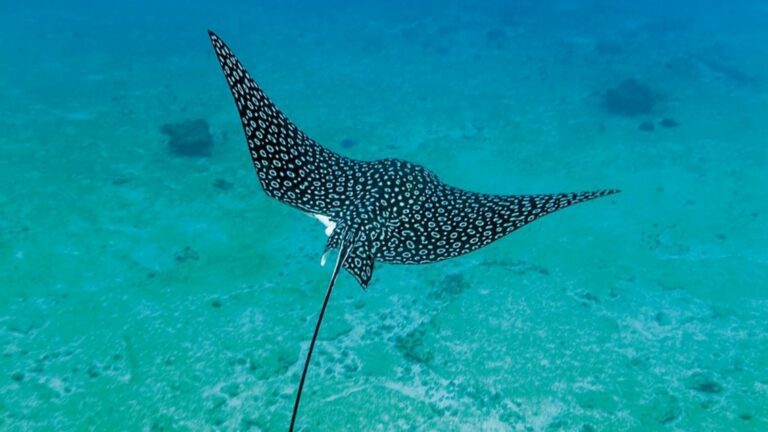 VIDEO: Investigarán autoridades ambientales pesca ilegal de una mantarraya en Playa del Carmen