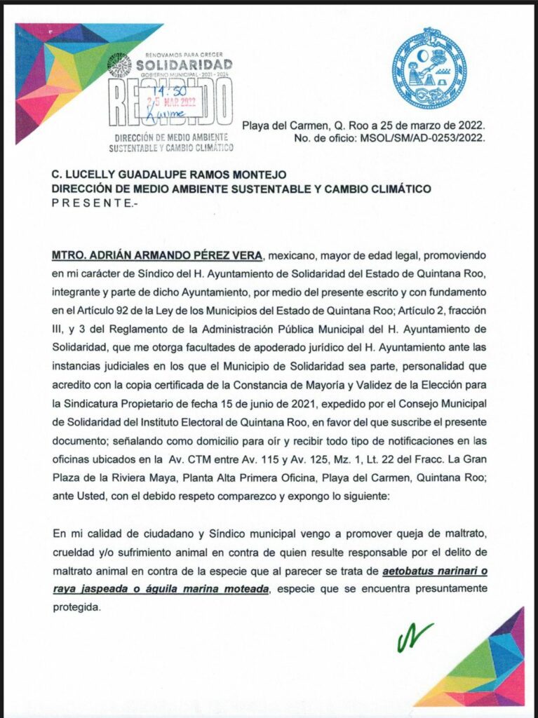 VIDEO: Investigarán autoridades ambientales pesca ilegal de una mantarraya en Playa del Carmen