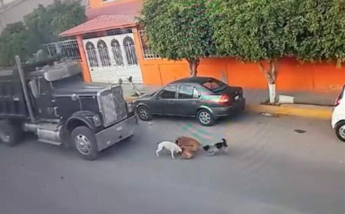 Hay muchos muy molestos luego que se difundiera el video de un conductor de un camión de volteo que atropella y mata a unos perritos. Foto: Captura de video