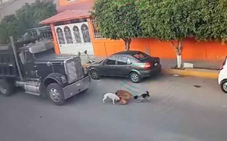 Video: Conductor atropella a perritos en Querétaro; mató a dos