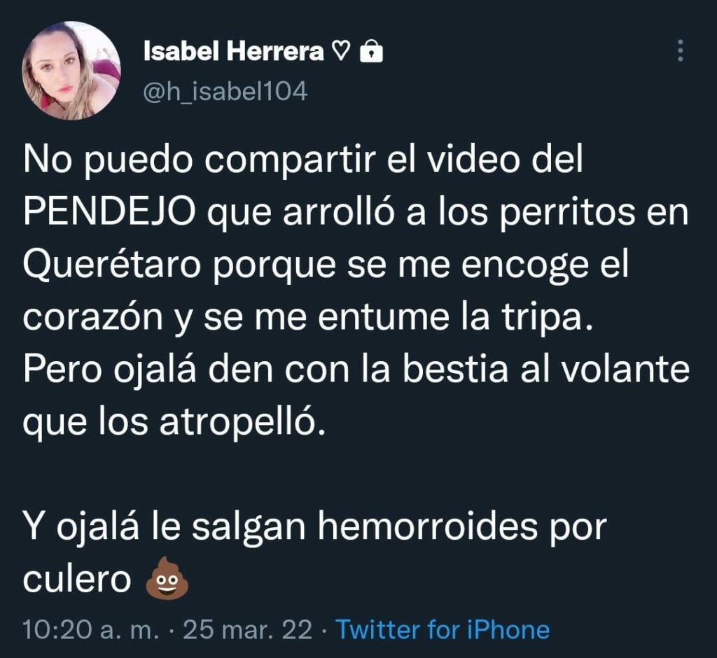 Usuarios de redes sociales están indignados por los perritos atropellados en Querétaro