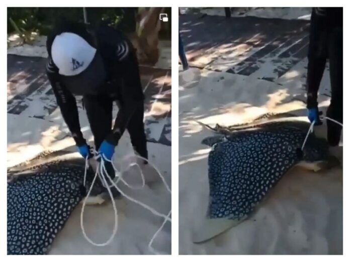 Realizan pesca ilegal de mantarraya en Playa del Carmen