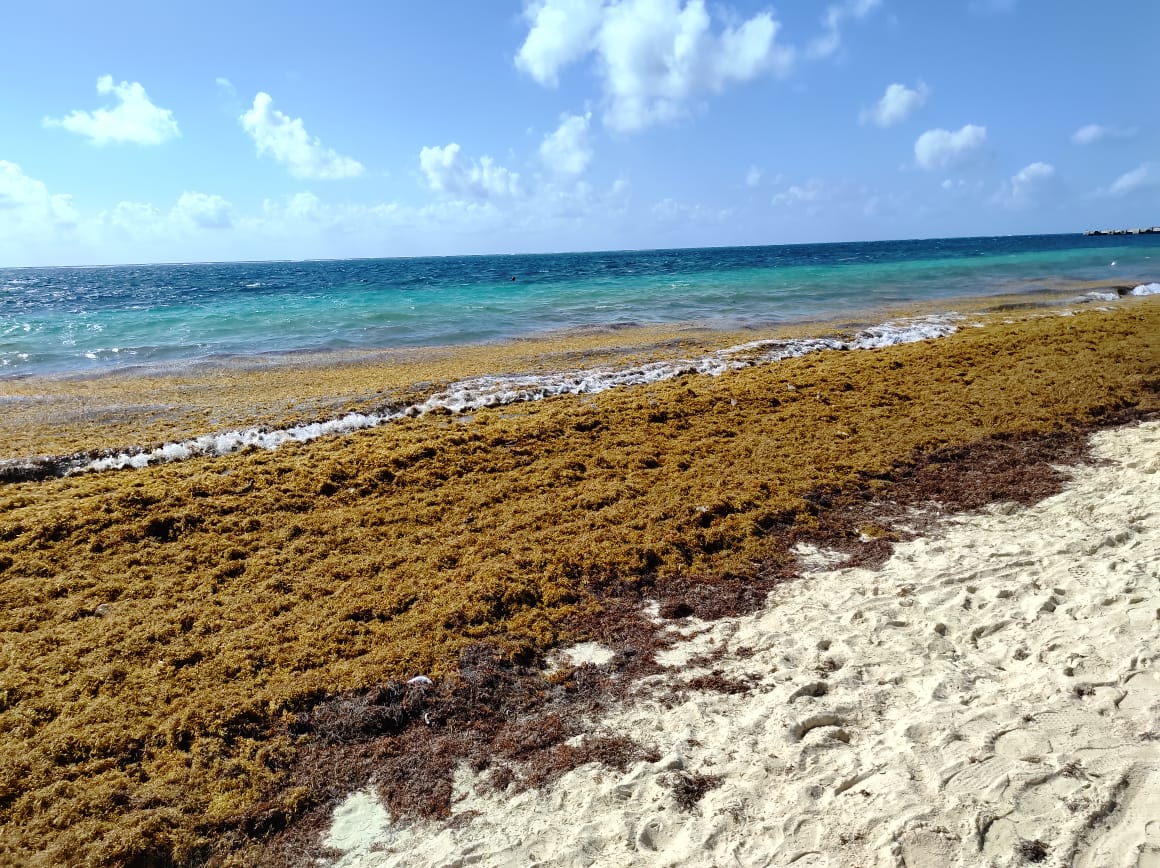 Sorprende recale masivo de sargazo en costas de Playa del Carmen