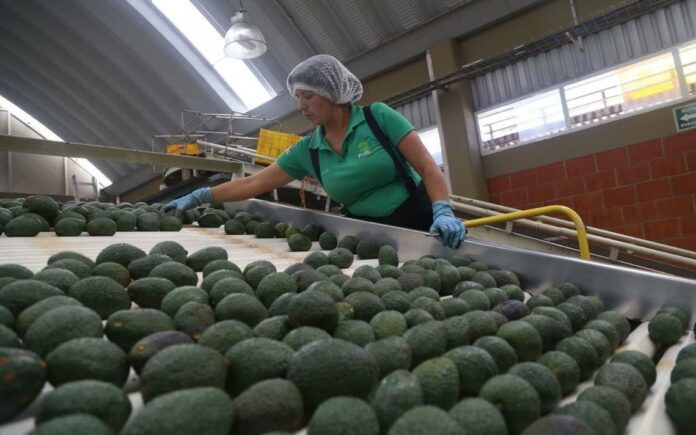 México inicia trabajos para exportar aguacate de Jalisco a Estados Unidos