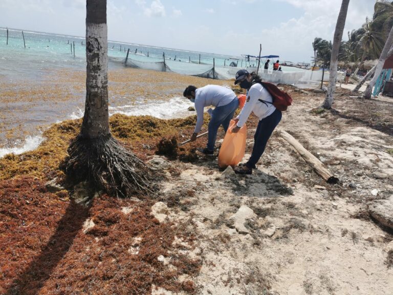 Esperan mayor recale de sargazo en costas de Quintana Roo en unos 15 días