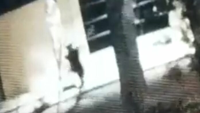 Cámaras de vigilancia captan a sujeto destrozando varios negocios, no se llevó nada