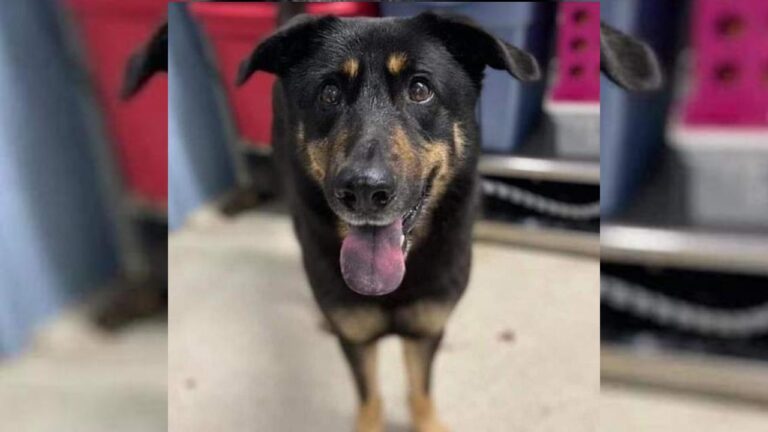 Por ser “homosexual”, abandonan a un perrito en un refugio