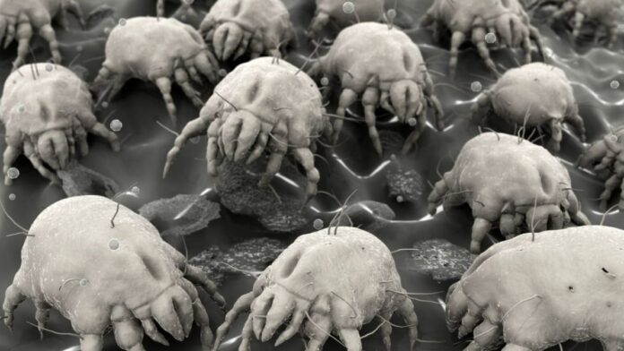 Hombre compra ácaros en internet para hacer crecer su negocio de plaga