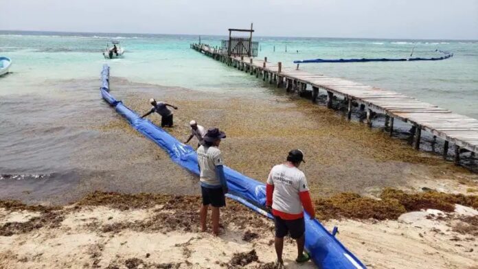 Iniciará la próxima semana instalación de barrera antisargazo en Playa del Carmen