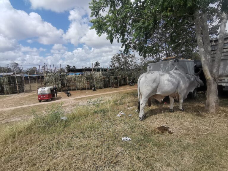 Se han detectado casos de rabia en animales de por lo menos 12 ranchos en José María Morelos. Los murciélagos muerden al ganado. Foto: SIM