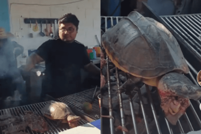 Video: Cocinan tortugas vivas en Tabasco y causan indignación en redes