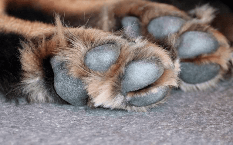 Descubren más de 100 perritos muertos en una laguna de Amecameca