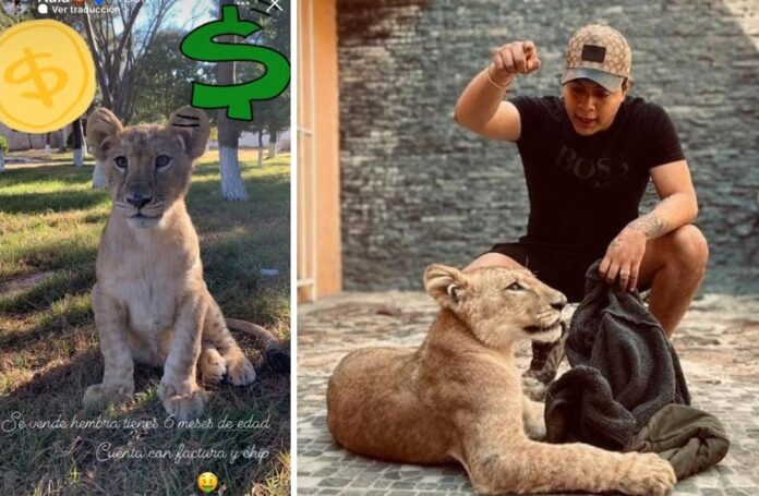 Hijo de un alcalde en Puebla pone en venta a una cachorra de león