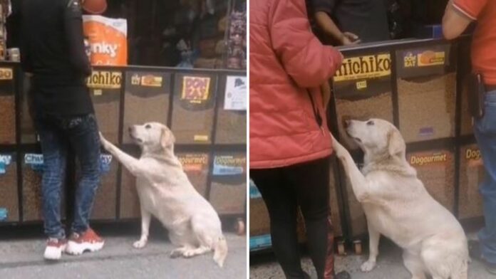 VIDEO: Perro callejero se hace 'la víctima' para que clientes de un negocio le compren croquetas