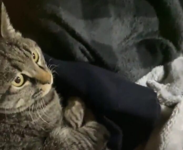 VIDEO: impresionante reacción de un gato durante el terremoto de 7.3 richter de Japón