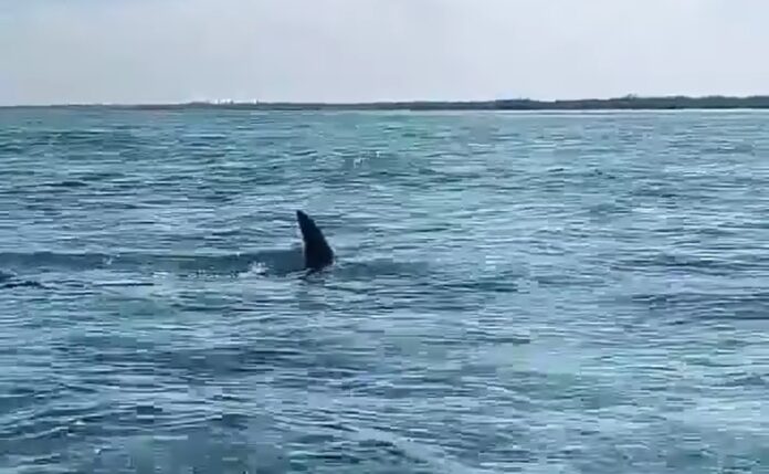 Tiburón martillo aterroriza a familia en Xcalak