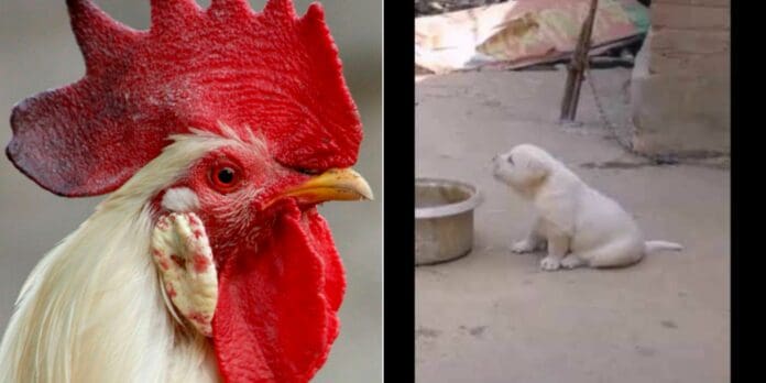 Perrito crece con gallos y cacarea como uno de ellos