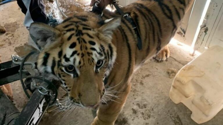 Rescatan a tigre de bengala hacinado en vivienda de Edomex