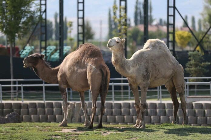 Camello escapa de zoológico, mata a dos personas y ataca a alguaciles en EU