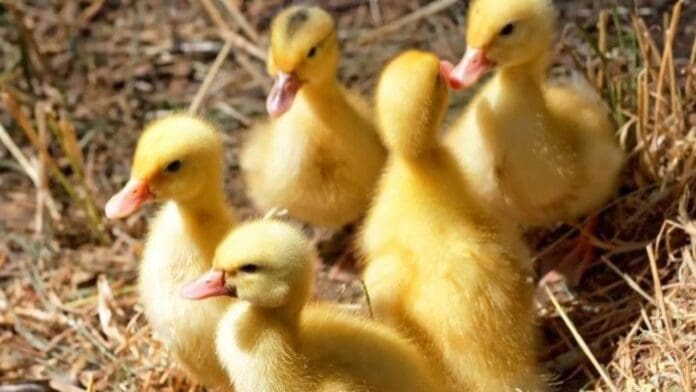 Francia sacrificará a 3 millones de aves por contagios de gripe aviar