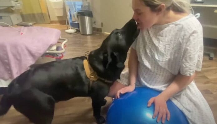 Perrito acompaña a su dueña al hospital durante el parto, se apegó al bebé de inmediato