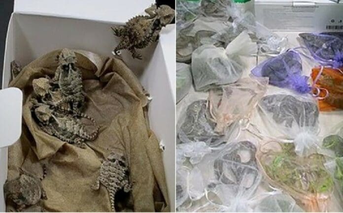 Detienen a un hombre por intentar introducir ilegalmente 43 lagartos y 9 serpientes a EU