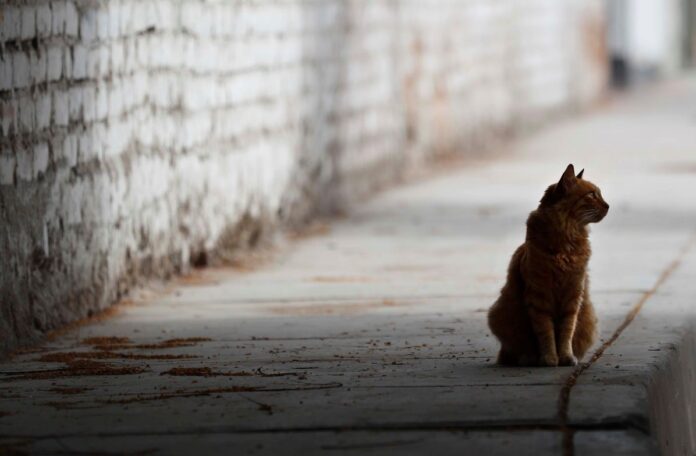 Video: Captan a indigente que roba gatos de vecinos para comérselos