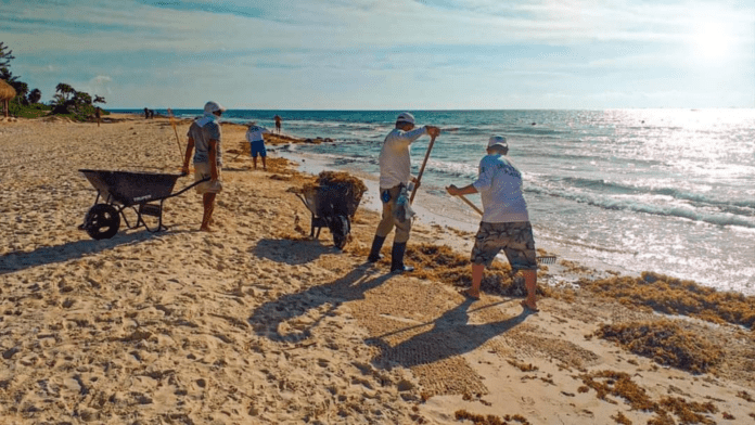 Barcas sargaceras llegarán la siguiente semana a Playa del Carmen
