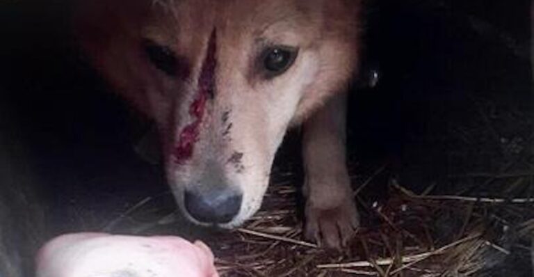 Murieren perritos de un refugio tras ataque aéreo en Ucrania