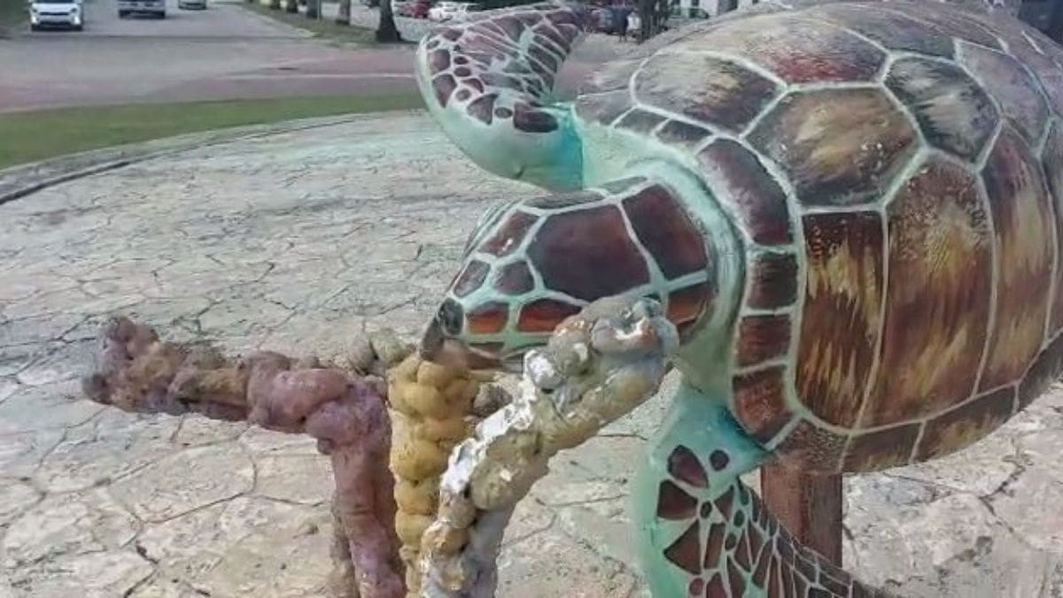 Asegura secretario municipal que tortugas de fuente en Playa del Carmen fueron robadas