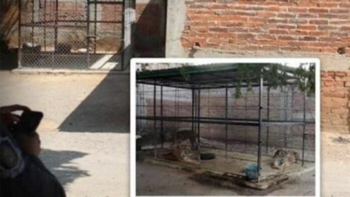 Se 'desaparecen' tigres asegurados por Ejército