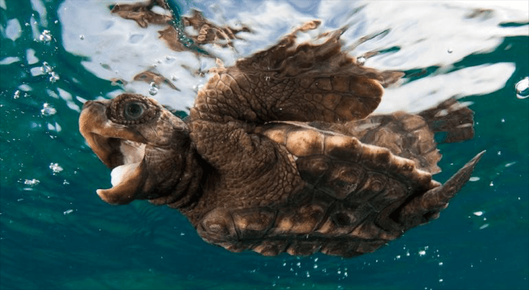 Así afecta la ‘contaminación acústica submarina’ a las tortugas