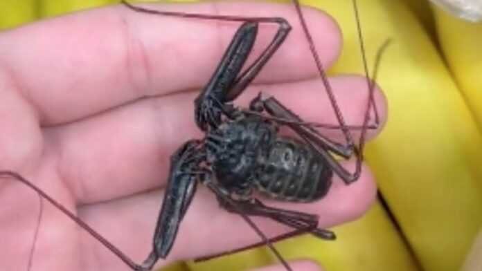 Un clip compartido en la red social TikTok ha dejado horrorizados a poco más de 1 millón y medio de personas que lo han reproducido, pues se ve a un extraño arácnido que aparece dentro de una bolsa de plátanos que venden en un supermercado.