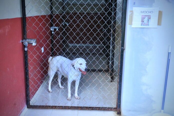 Buscan mejorar el servicio del Centro de Bienestar Animal de Solidaridad