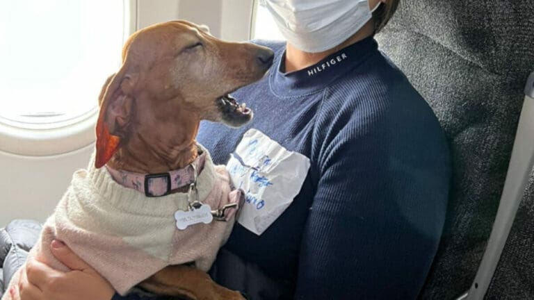 Ramona, la perrita repatriada a México desde Ucrania
