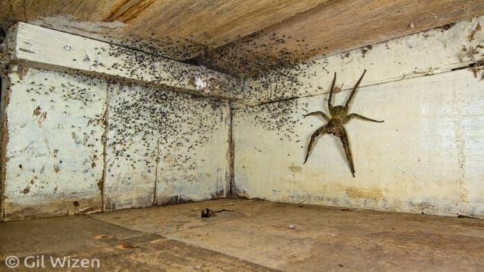Hombre encuentra araña gigante y cientos de crías debajo de su cama