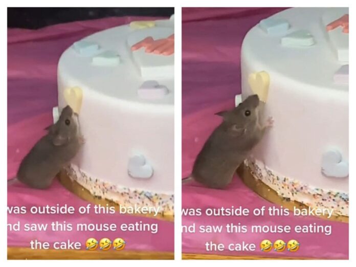 Ratón es captado comiendo pastel y se hace viral en redes sociales