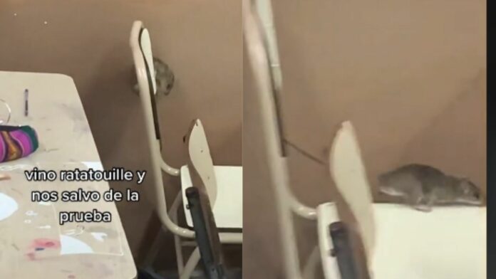 Video: Ratón se infiltra en clases y 