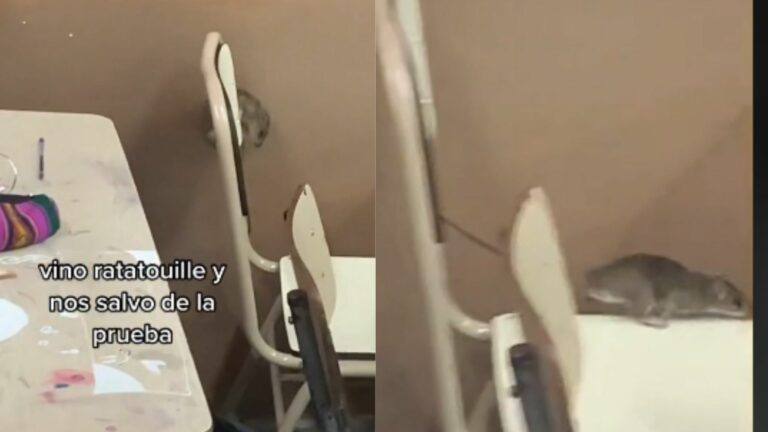 Video: Ratón se infiltra en salón de clase y “salva” a los alumnos del examen