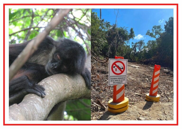 VIDEO: Hábitat del mono araña en Akumal quedó reducido a un cementerio de árboles por el Tren Maya