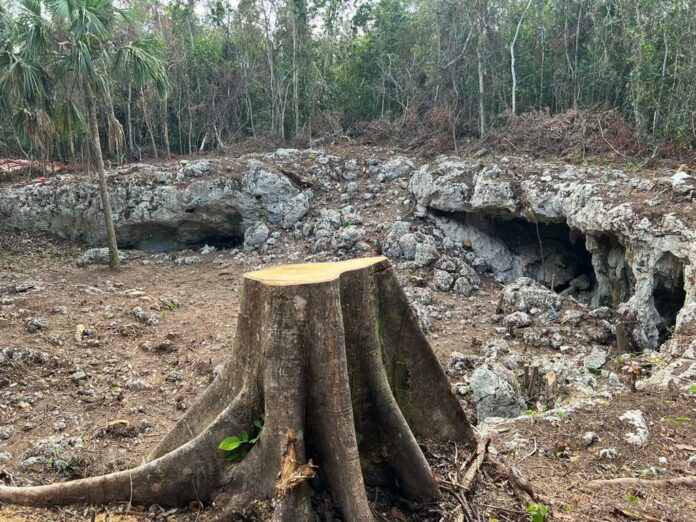 Juez concede orden de suspensión provisional para el Tramo 5 del Tren Maya