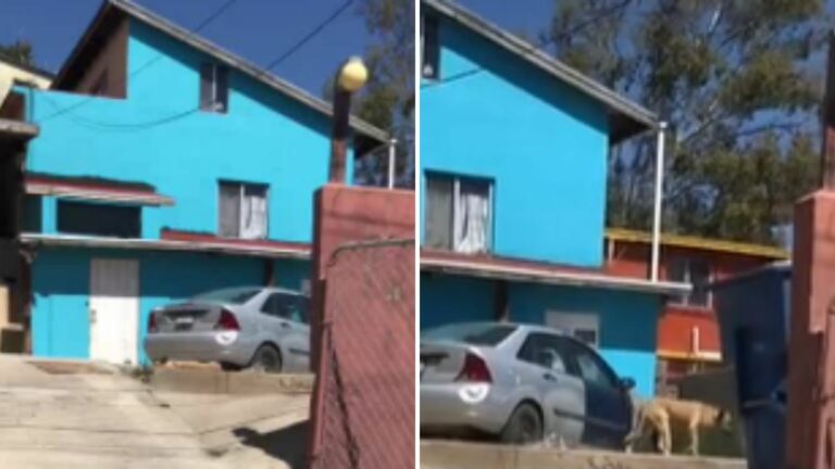 Perrita se va de la casa y se queda con otra familia, huye cuando ve a su antigua dueña